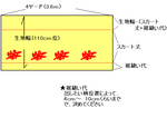 パウ-1.bmp
