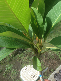 image-20140904083018.png